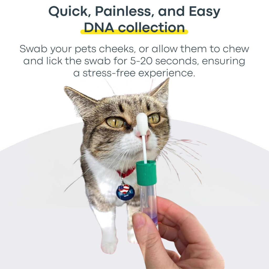 Cat DNA Test Kit O403725