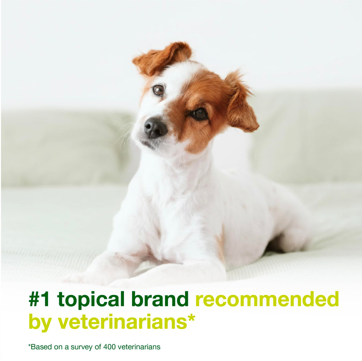 Dog Seboregulating Shampoo & Mousse Y439316