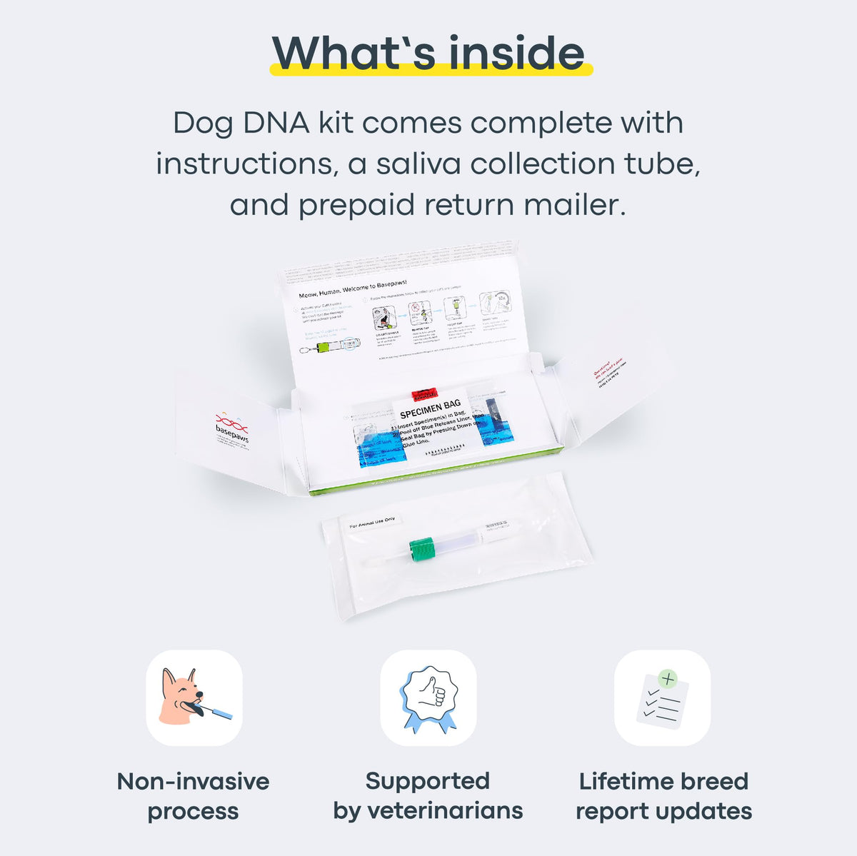 Cat DNA Test Kit O403725
