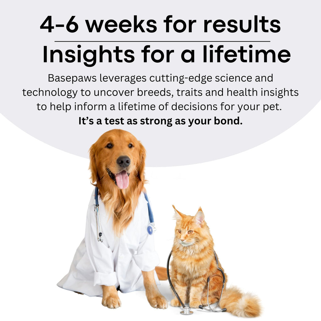 Cat DNA Test Kit O403725