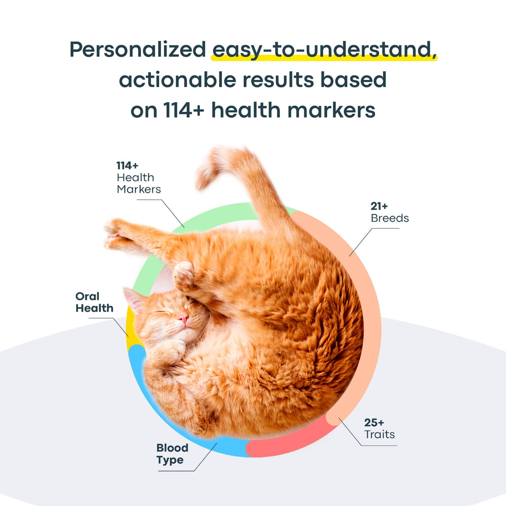 Cat DNA Test Kit O403725