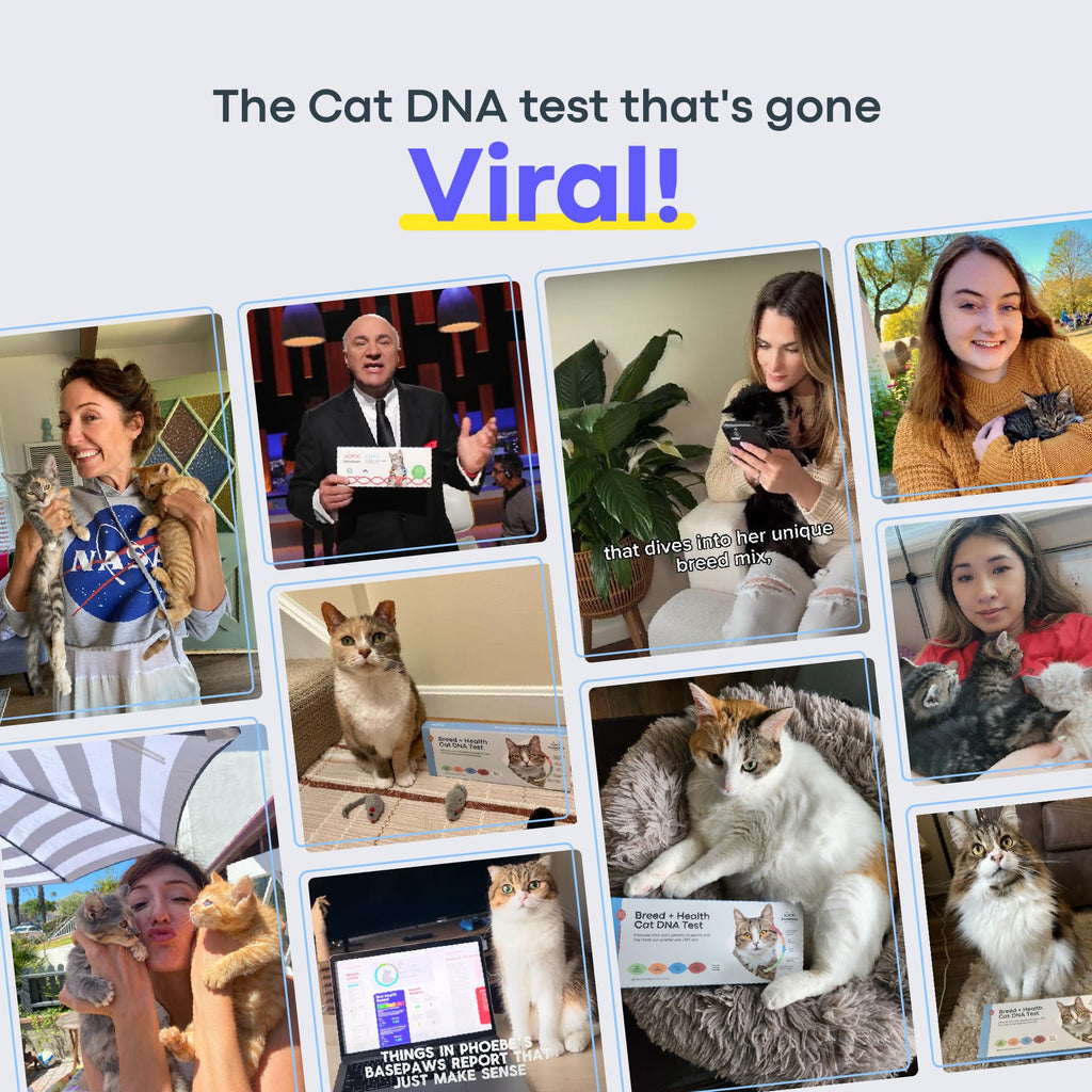 Cat DNA Test Kit O403725