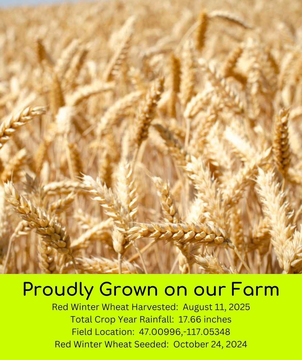 Hard Red Winter Wheat Berries 25 LBS Bag Sproutable Non-GMO Kosher M72146
