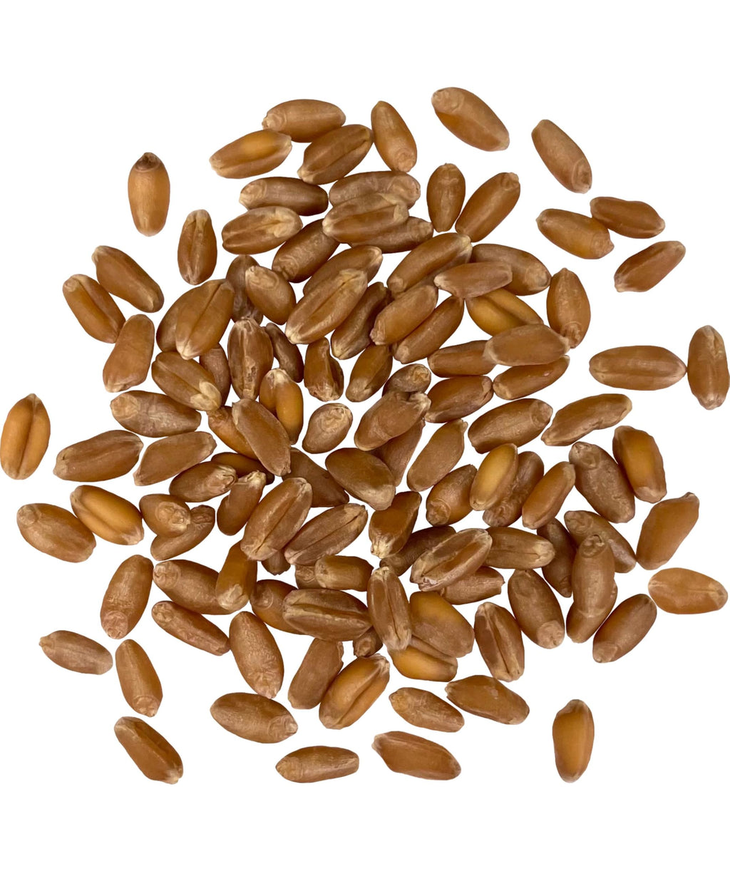 Hard Red Winter Wheat Berries 25 LBS Bag Sproutable Non-GMO Kosher M72146