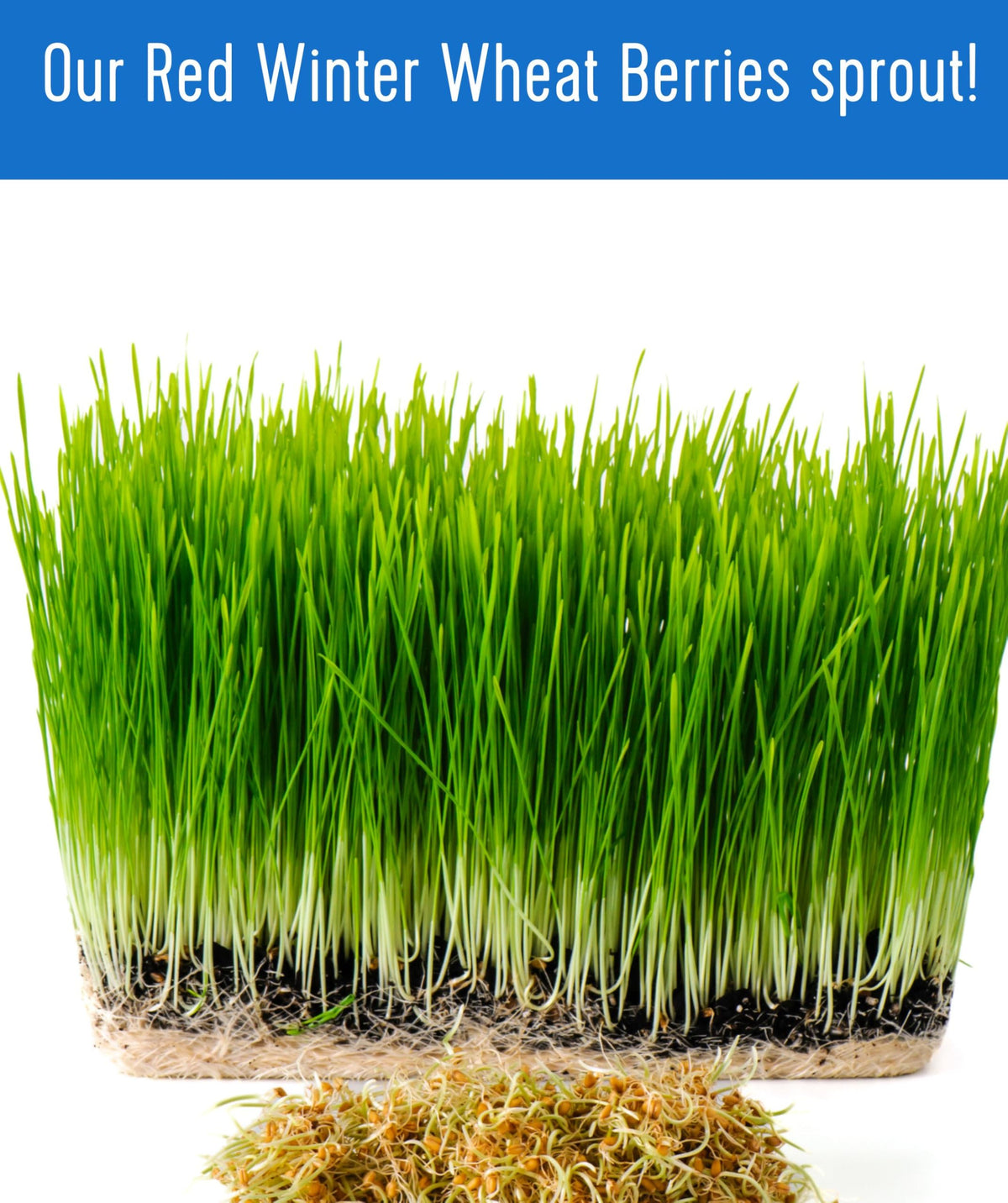 Hard Red Winter Wheat Berries 25 LBS Bag Sproutable Non-GMO Kosher M72146